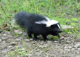 How To Get Rid Of Skunk Smell In House Home Howto