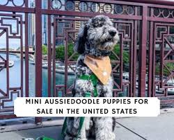 How much exercise does an aussiedoodle need? Mini Aussiedoodle Puppies For Sale Top 10 Breeders 2021 We Love Doodles