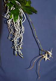 Image result for Aerangis distincta