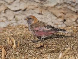 Image result for Triumfetta angolensis