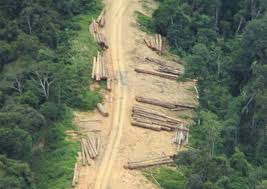 In the 1980s more commercial forest plantation ventures were established. Sabah Forestry Dept Seizes Timber Worth Rm1 Million Borneo Today