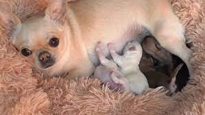 New puppies under $300 browse by breed. Mom Chihuahua Feed Newborn Puppies Stock Footage Video 100 Royalty Free 1058903768 Shutterstock