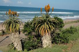 Image result for Callichilia orientalis