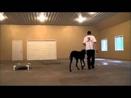 Your puppy will stay with us for an agreed upon amount of time until new, appropriate habits are established. Gunner Great Dane Dog Training Boot Camp Video Minnesota Youtube