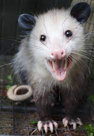 Opossum Awesome Possum Opossum Cute Animals