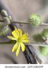 Image result for Triumfetta trifida