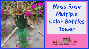 To propagate irish moss, divide the plant in early spring so the moss will have time to become established before winter. How To Grow And Made Moss Rose Portulaca Multiple Color Bottles Tower Moss Kitchen Garden Rose
