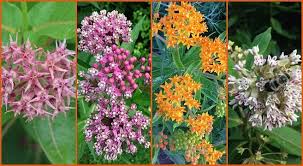 The Monarch Butterfly Host Plant Milkweeds And How To Grow Them From Seed Milkweed Garden Milkweed Plant