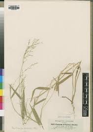 Image result for Urochloa semiundulata