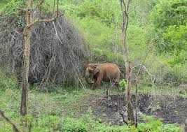 2 die in elephant attack in Sringeri taluk of Karnataka - The Hindu
