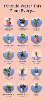 How To Water The 15 Most Popular Houseplants Plants Water Plants Indoor Plants