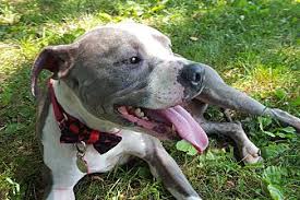 Fairfield road, grayslake, il you also have the option to have your packet shipped to you for an additional $11.00. Adopt A Dog Save A Pet
