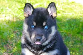 A puppy's eyes are closed at birth and stay closed for the first 8 to 14 days of life. German Shepherd With Blue Eyes How Rare Are Anything German Shepherd
