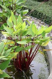 Image result for Hymenodictyon parvifolium