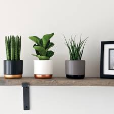 More than 1500 desk plants at pleasant prices up to 17 usd fast and free worldwide shipping! Best Home Office Plants To Brighten Your Working Space Where To Buy Them Hello