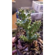 Maybe you would like to learn more about one of these? Rare Edithcolea Grandis Persian Carpet Flower Lazada Ph