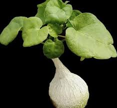 Image result for Pyrenacantha kirkii