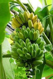 Growing Bananas - Grow To Eat Magazine : The Gardener