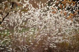 Image result for Andropogon schirensis