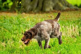 Image result for griffon korthalsův