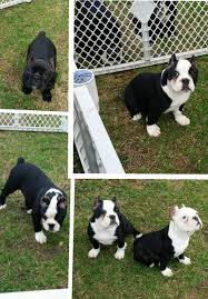 They are athletically inclined and incredibly agile. Champion Sire Shorty Bull Puppies And Lineage