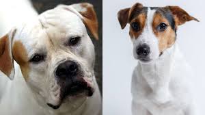 Check spelling or type a new query. Bull Jack Bulldog Jack Russell Mix Info Pictures Care More Pet Keen