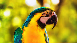 Easily change the background on your laptop, computer pc or tv monitor with a new ultra hd 4k wallpaper. Macaw Parrot Bird Bright Branch 4k Hd Wallpapers Hd Wallpapers Id 32383
