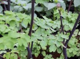 Stems are darkest when plants are grown in more sun. Thalictrum Black Stockings