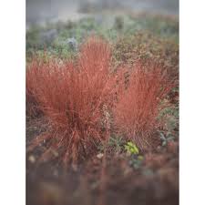 Image result for Schizachyrium