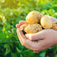 Spud-tacular: Unearth the Potential of Potatoes