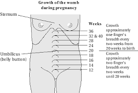 uterus size babycenter