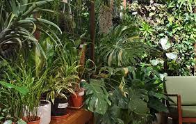 Where To Buy Plants Online In Singapore Plants Online Buy Plants Buy Plants Online