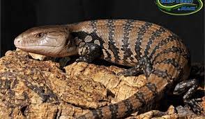 Blue Tongue Skink Care Sheet Reptiles By Mack This is my baby blotched blue tongue skink, timone! blue tongue skink care sheet reptiles