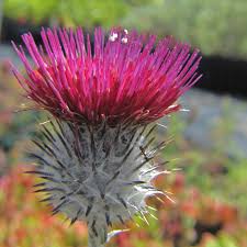 Image result for Cirsium