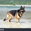 Most likely you can find german shepherds for sale in local animal shelters and animal shops. 1
