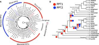 Check spelling or type a new query. Frontiers What Matters For C4 Transporters Evolutionary Changes Of Phosphoenolpyruvate Transporter For C4 Photosynthesis Plant Science