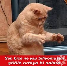 En Komik Kedi Caps Leri Yasam