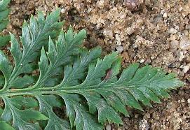Image result for Cheilanthes schimperi