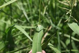 Image result for Eriochloa