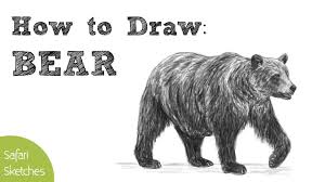 Step 1 in this step. How To Draw A Bear Realistic Step By Step Grizzly Bear Youtube