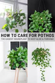 How To Care For Pothos Golden Pothos Plant Care Instructions Pothos Plant Care Pothos Plant Hanging Plants Indoor