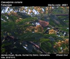 Image result for Libidibia coriaria