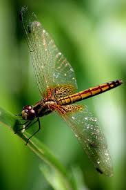 The Dragonfly In Almost Every Part Of The World Symbolizes Change And Change In The Perspective Of Self Realization And The Yusufcuk Kelebekler Fotografcilik