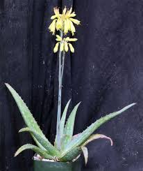 Image result for Aloe bukobana