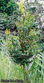 Image result for Hymenocardia