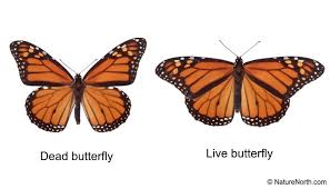 Biology Of The Monarch Butterfly Danaus Plexippus