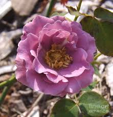 For example, the amesha spentas, the six divine beings created by ahura mazdā (wise lord, god) according to the gathas of zarathustra, function as archangels and are considered as such in middle persian zoroastrian writings. Angel Face Rose Photograph By Sara Raber