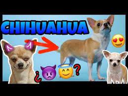 Todo Sobre Los Chihuahuas Enojones Ladran Mucho Youtube Chihuahua Perros Chihuahua Razas De Perros