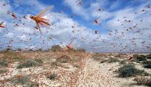 Image result for Locusts From The Bottomless Pit images
