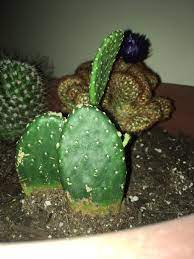 Many have a short growing season that is synchronised with the ideal growing conditions. My Cactus Is Growing A Baby Arm Succulents